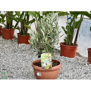 Olivovník európsky (Olea europaea) (-12°C) - výška: 30-60 cm, kont. C6L - BONSAJ (DECO MISA)